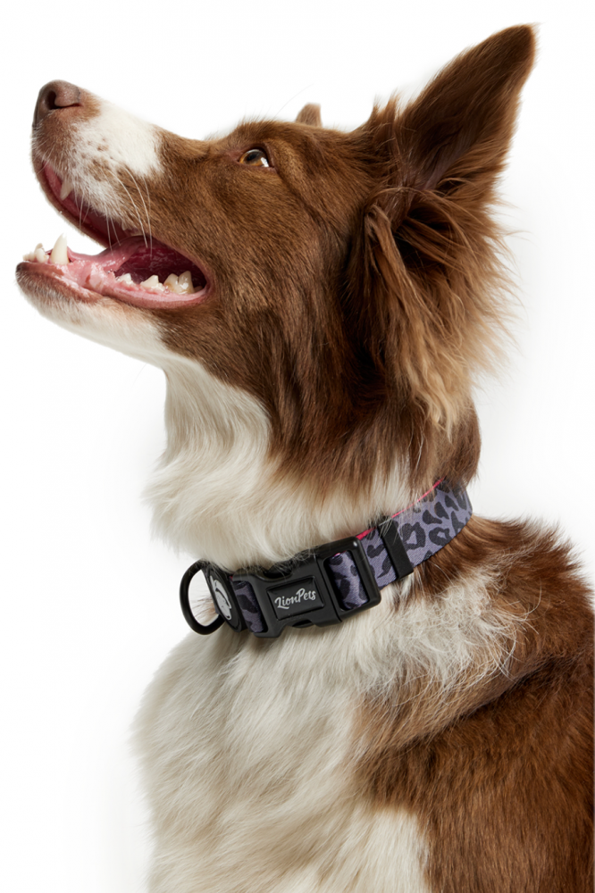 Ошейник для собак LionPets с рисунком LPO-00500-14 (Размер L-Обхват 40-65 см, ширина 2,5 см)
