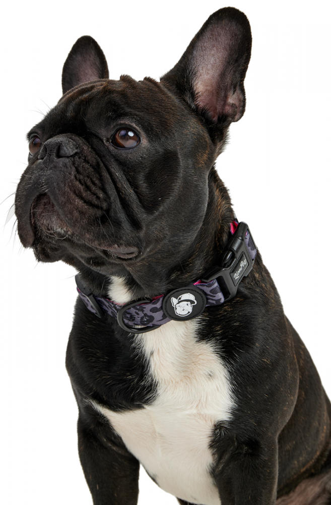 Ошейник для собак LionPets с рисунком LPO-00500-14 (Размер L-Обхват 40-65 см, ширина 2,5 см)